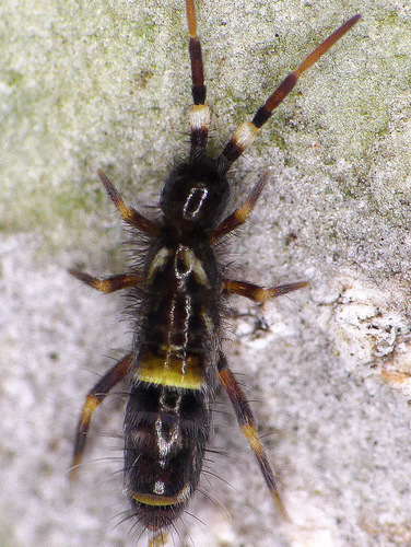 Belted Springtail, photo 6 of 9