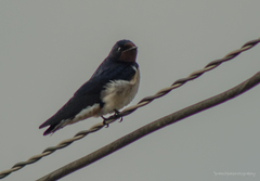 Delichon urbicum urbicum