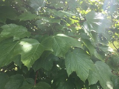 Acer pseudoplatanus