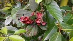 Rhynchosia volubilis