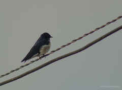 Delichon urbicum urbicum