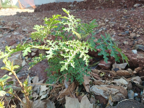 Red Buffalo-bur
