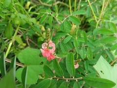Indigofera miniata
