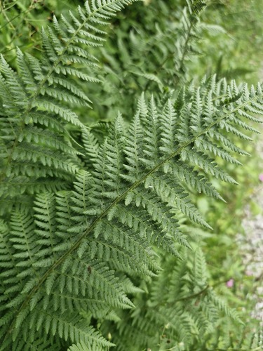 Dryopteris villarii, photograph 3