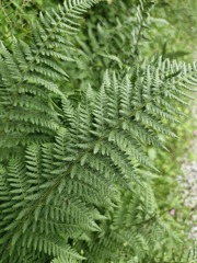 Dryopteris villarii, photograph (c) Sandra Cellina, some rights reserved (CC BY)