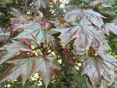 Acer platanoides