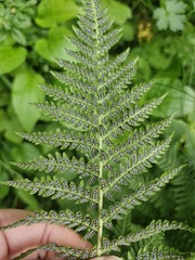 Dryopteris villarii, photograph (c) Sandra Cellina, some rights reserved (CC BY)