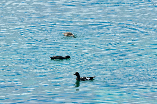 Common Eider