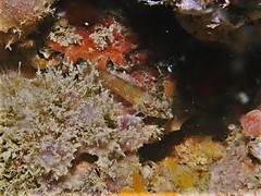Helcogramma decurrens