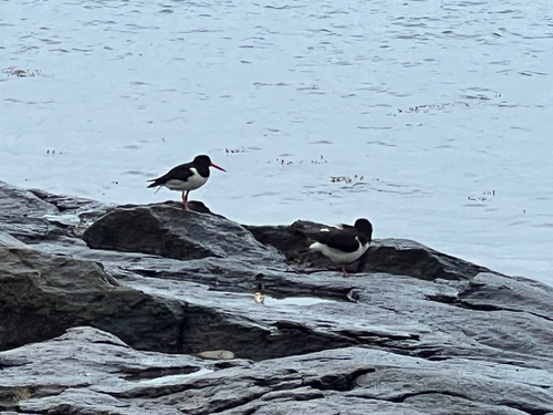 Eurasian Oystercatcher