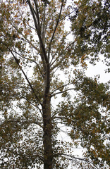 Populus mexicana
