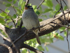 Zonotrichia leucophrys