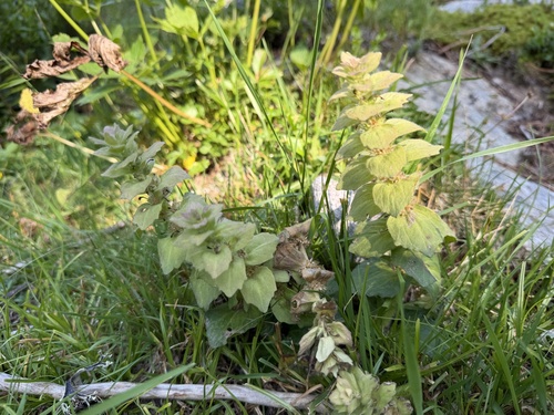 Ajuga pyramidalis, photograph 4