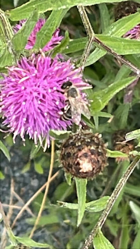 Bees