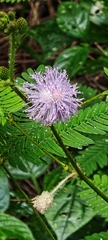 Mimosa pigra, photograph author not stated, no rights reserved