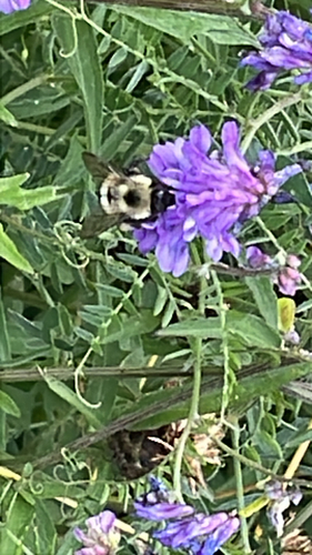 Bumble Bees