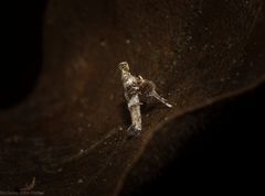 Cyphosticha panconita