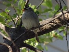 Zonotrichia leucophrys