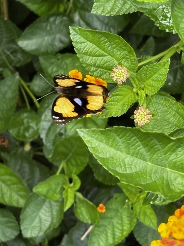 Yellow Pansy