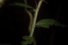 Capparis arborea