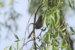 Sinosuthora webbiana