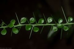 Citrus australasica