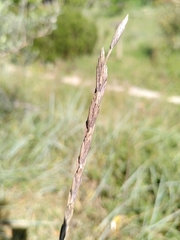 Elymus pungens