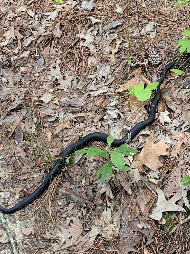 Colubrine Snakes from N Weststone Blvd, Fuquay Varina, NC, US on April ...