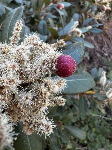 iNaturalist observation photo of Chinquapin Flower Gall Wasp