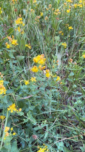iNaturalist observation photo of Scouler's St. John's wort