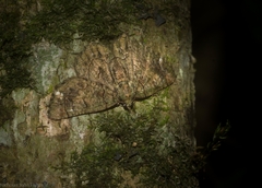 Aeolochroma rhodochlora