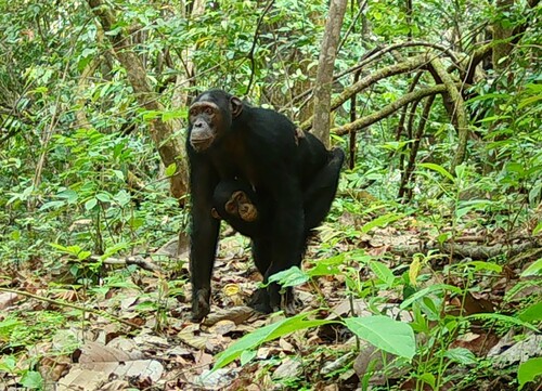 Nigeria-Cameroon Chimpanzee