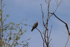 Streptopelia orientalis