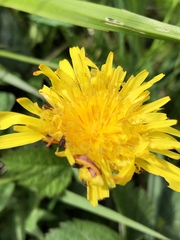 Taraxacum faeroense