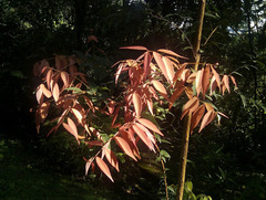 Cinnamomum aromaticum