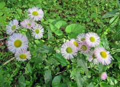Erigeron pulchellus
