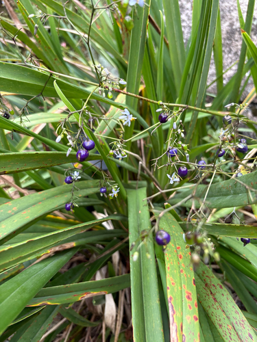 cerulean flax-lily