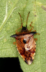 Elasmucha ferrugata