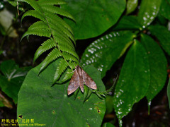 Acosmerycoides harterti