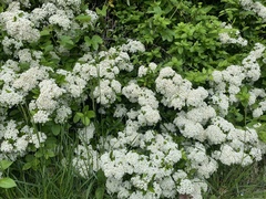 Spiraea × vanhouttei