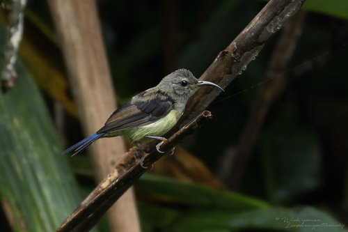 Aethopyga saturata petersi