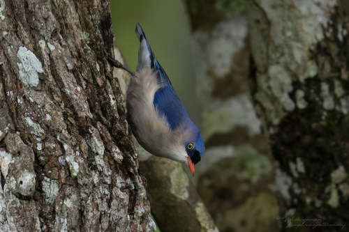 Velvet-fronted Nuthatch (Indian)