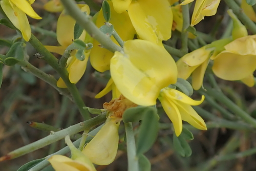 Spiny Gannabush (Calobota pungens)