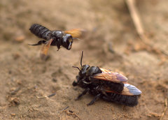Megachile atrata