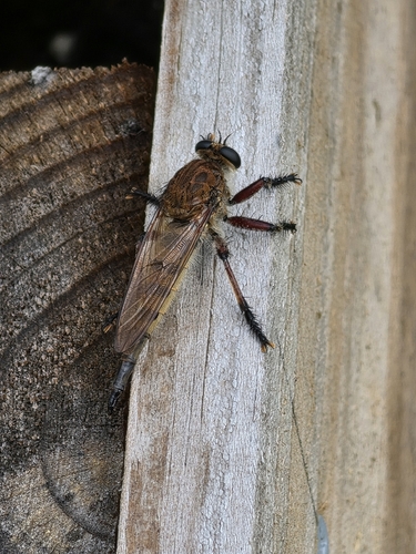 Maroon-legged Lion Fly