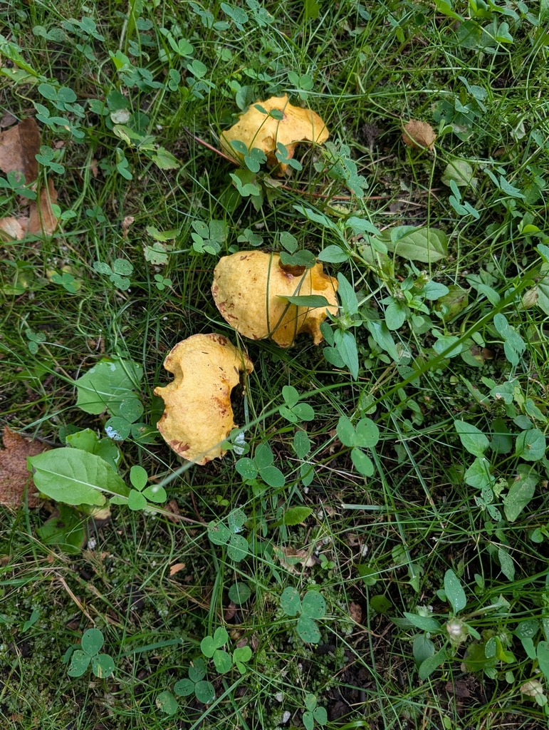 Chicken Fat Mushroom · August 2026 · photo: Photo: (c) Martin Tremblay, some rights reserved (CC BY) · iNaturalist