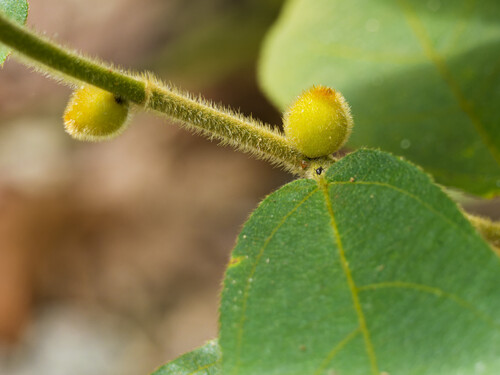 Ficus aurata observed 2026-07-28