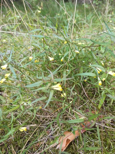 Common Cow-wheat