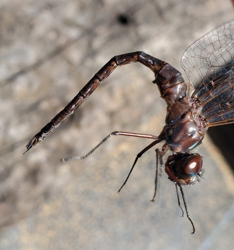 Taper-tailed Darner photo 5