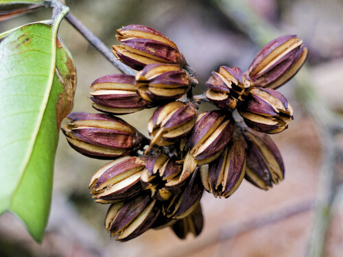 Ixonanthes observed 2026-07-28